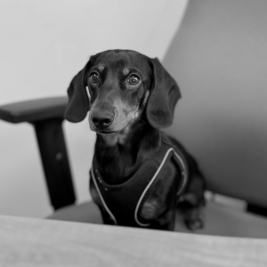 Cooper the office pup